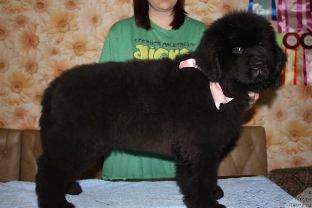 Фото: ньюфаундленд Ирада Славная Дочь Матвея