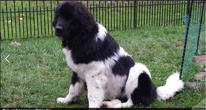 Фото: ньюфаундленд Ванджелис Эврика Бриллиант Поморья