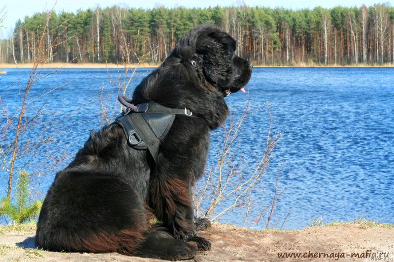 Фото: ньюфаундленд Черная Мафия Бекаусе И Ам Вортх Ит (Chernaya Mafia Because I Am Worth It)