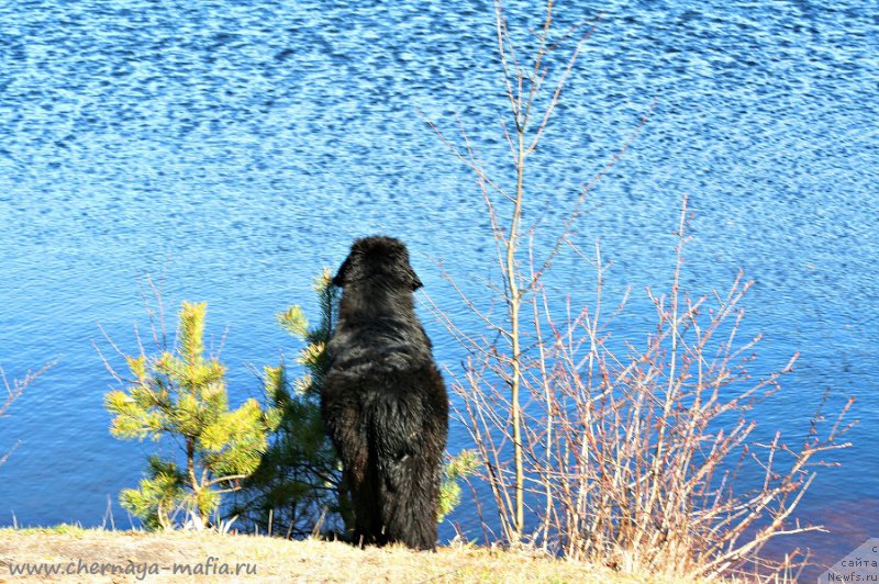 Фото: ньюфаундленд Черная Мафия Бекаусе И Ам Вортх Ит (Chernaya Mafia Because I Am Worth It)