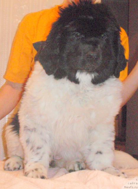 Фото: ньюфаундленд Лависсимо Бэлла