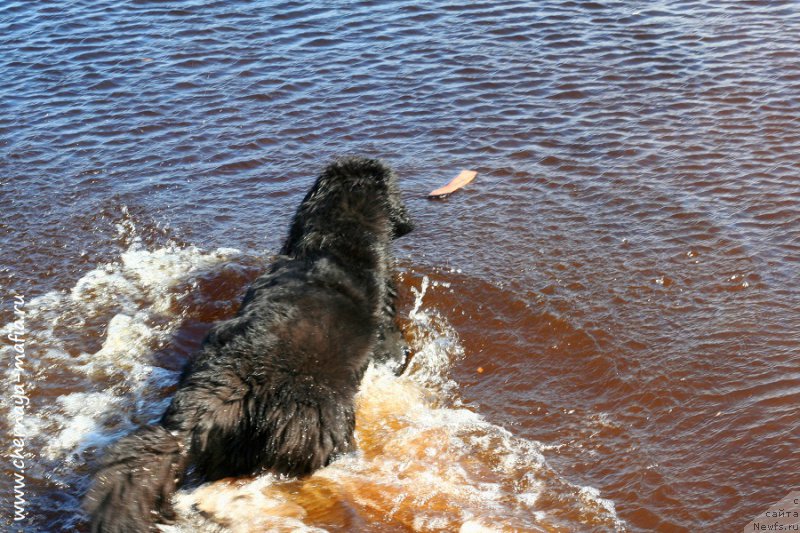 Фотография № 224425