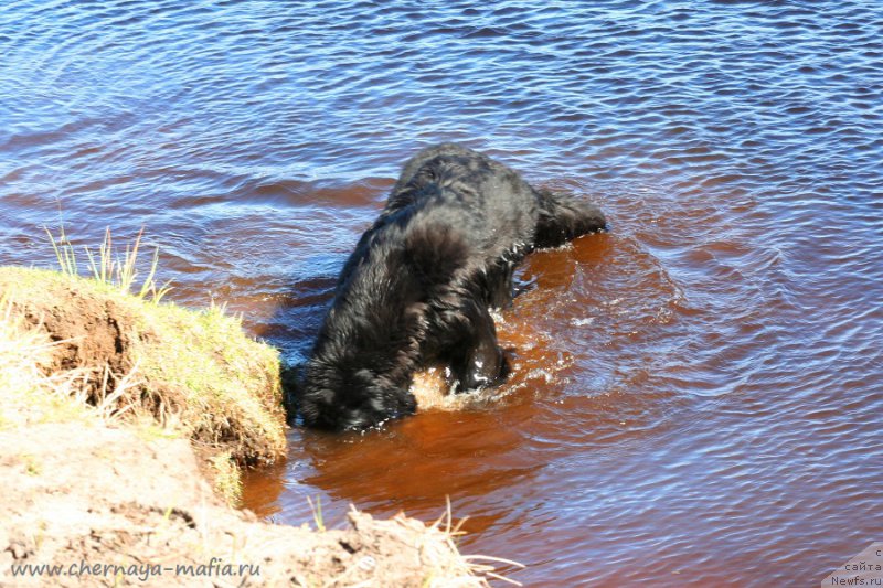 Фото: ньюфаундленд Черная Мафия Бекаусе И Ам Вортх Ит (Chernaya Mafia Because I Am Worth It)