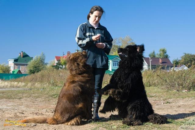 Фото: ньюфаундленд Лесная Сказка Изольда, Надежда Момот, ньюфаундленд Юган с Тоянова Городка (Ygan s Toyanova Gorodka)