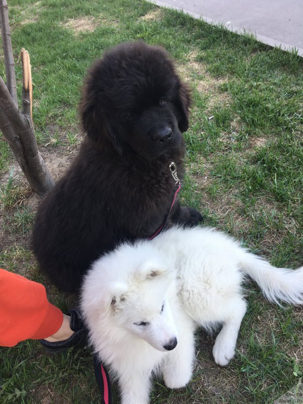Фото: ньюфаундленд Браунблад MCК Лави Нэман (Brownblood MSK Lavy Neman)