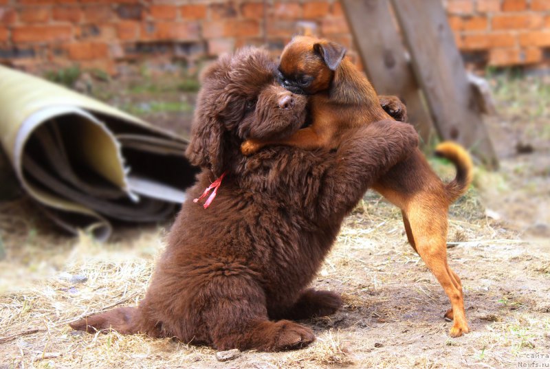 Фото: ньюфаундленд Браунблад МСК Дарли Ринна (Brownblood MSK Darley Rinna)