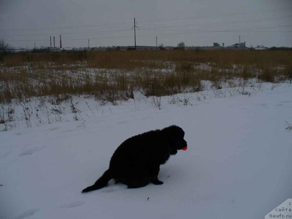 Фото: ньюфаундленд Плюшевая Панда Мона-Лиза