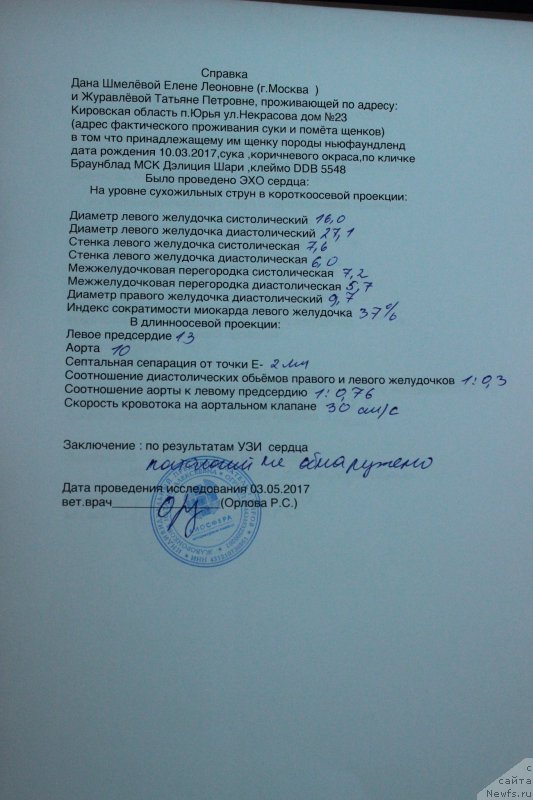 Фото: ньюфаундленд Браунблад МСК Дэлиция Шари (Brownblood MSK Delicia Shari)