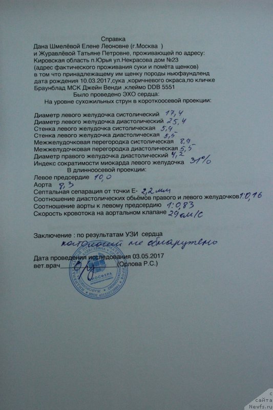 Фото: ньюфаундленд Браунблад МСК Джейн Венди