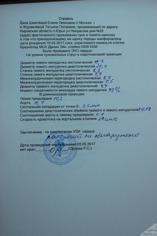 Фото: ньюфаундленд Браунблад МСК Дрими Эйн (Brownblood MSK Drimi Ein)