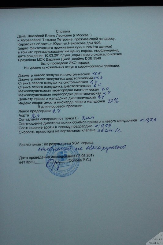 Фото: ньюфаундленд Браунблад МСК Дарлина Джой (Brownblood MSK Darlina Joy)