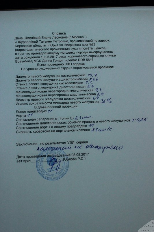 Фото: ньюфаундленд Браунблад МСК Донна Голди