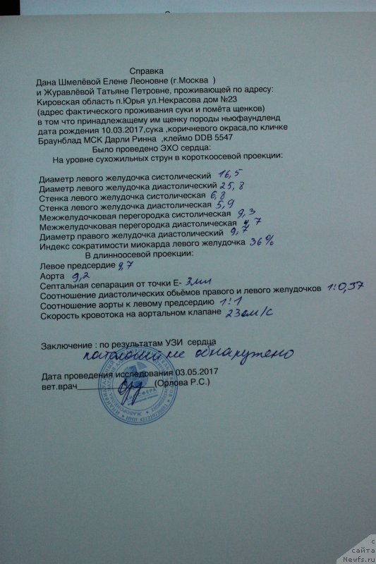 Фото: ньюфаундленд Браунблад МСК Дарли Ринна (Brownblood MSK Darley Rinna)