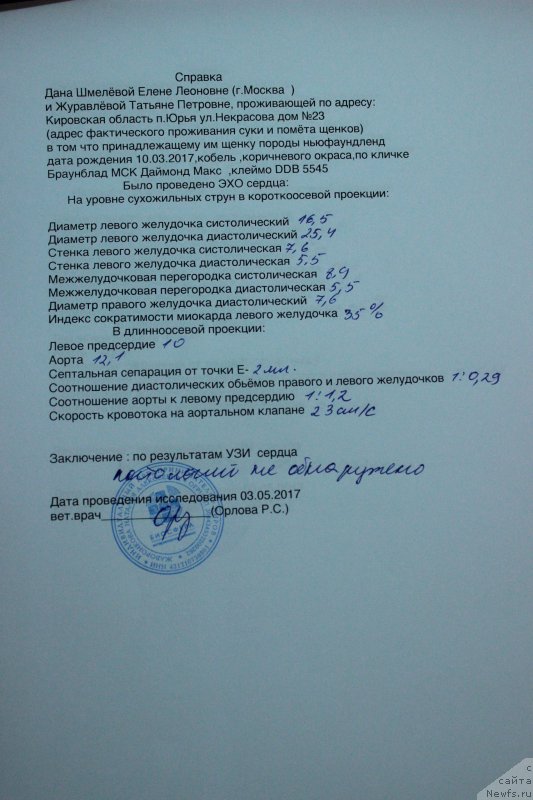 Фото: ньюфаундленд Браунблад МСК Даймонд Макс