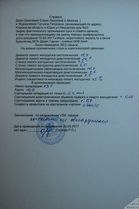 Фото: ньюфаундленд Браунблад МСК Двайт Гарнет