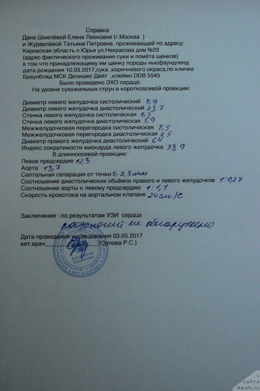 Фото: ньюфаундленд Браунблад МСК Делишес Дейт (Brownblood MSK Delicious Deyt)