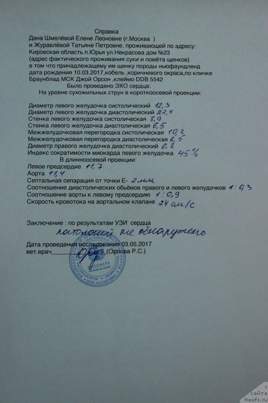 Фото: ньюфаундленд Браунблад МСК Джой Орсон