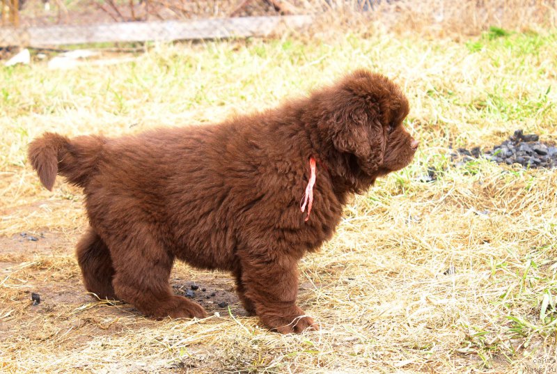 Фото: ньюфаундленд Браунблад МСК Дарли Ринна (Brownblood MSK Darley Rinna)