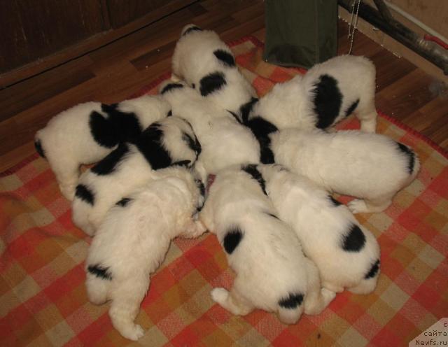 Фото: Щенки, ньюфаундленд Шедоу из Уникальной Коллекции