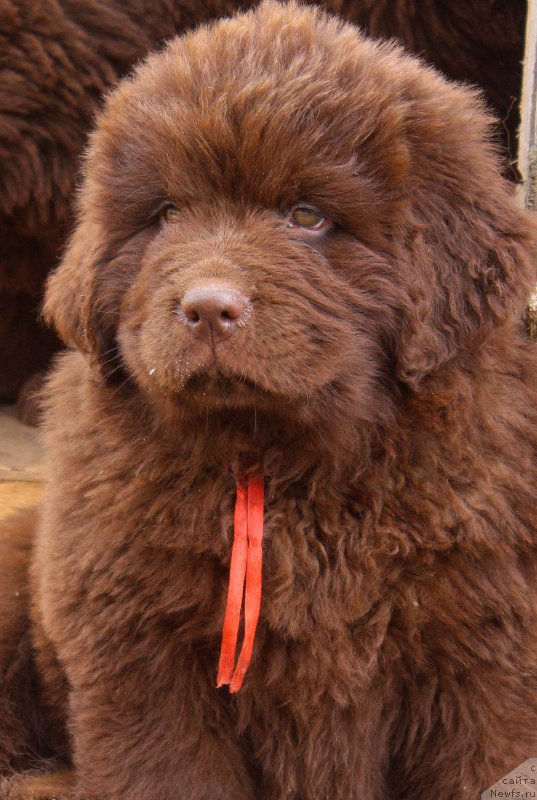 Фото: ньюфаундленд Браунблад МСК Дэлиция Шари (Brownblood MSK Delicia Shari)