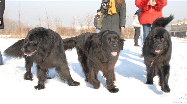 Фото: Штеффи, Пончо, ньюфаундленд Женевьев Гарни Ледэн