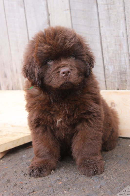 Фото: ньюфаундленд Браунблад МСК Джой Орсон