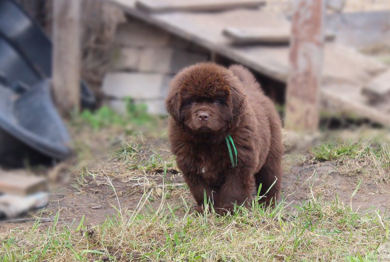 Фото: ньюфаундленд Браунблад МСК Джой Орсон