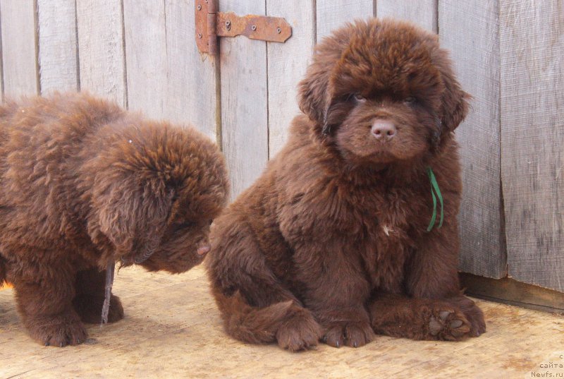 Фото: ньюфаундленд Браунблад МСК Джой Орсон