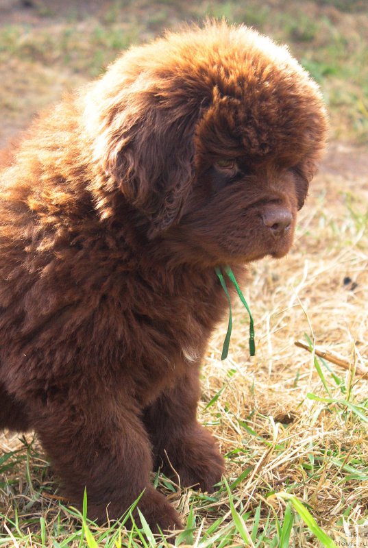 Фото: ньюфаундленд Браунблад МСК Джой Орсон