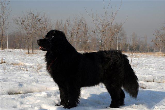 Фото: ньюфаундленд Женевьев Гарни Ледэн