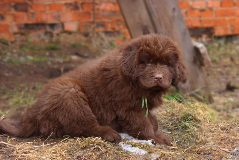 Фото: ньюфаундленд Браунблад МСК Дрими Эйн (Brownblood MSK Drimi Ein)