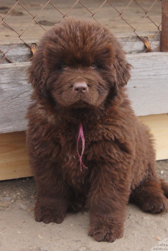 Фото: ньюфаундленд Браунблад МСК Даймонд Макс