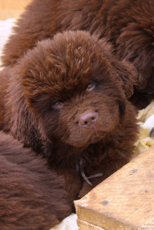 Фото: ньюфаундленд Браунблад МСК Делишес Дейт (Brownblood MSK Delicious Deyt)