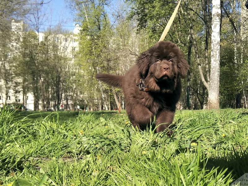 Фото: ньюфаундленд Браунблад МСК Ливона Либа (Brownblood MSK Livona Liba)