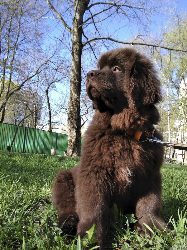 Фото: ньюфаундленд Браунблад МСК Ливона Либа (Brownblood MSK Livona Liba)