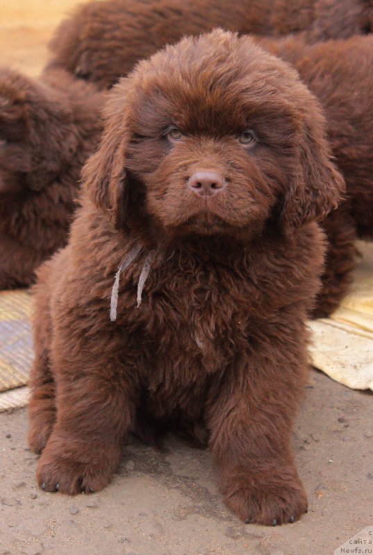 Фотография № 224513