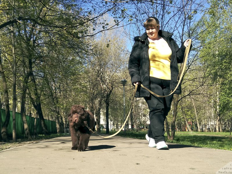 Фото: Виктория Александрова, ньюфаундленд Браунблад МСК Ливона Либа (Brownblood MSK Livona Liba)