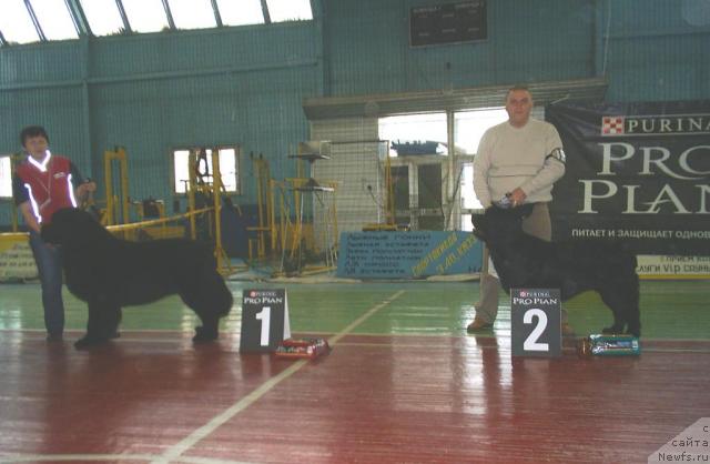Фото: ньюфаундленд Акватория Келвин Золотой Медведь (Aquatoriya Kelvin Zolotoy Medved), ньюфаундленд Звездный Блеск из Медвежьего Яра