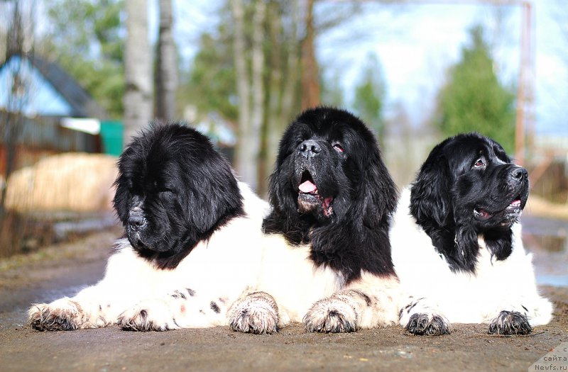 Фотография № 224523