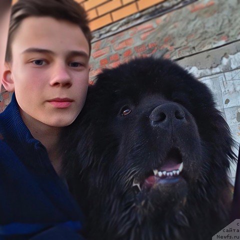 Фото: ньюфаундленд Сириус Большой Пес