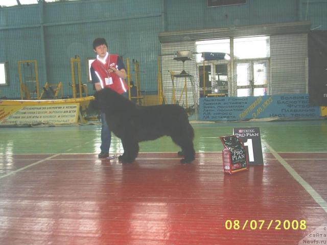 Фото: ньюфаундленд Акватория Келвин Заския