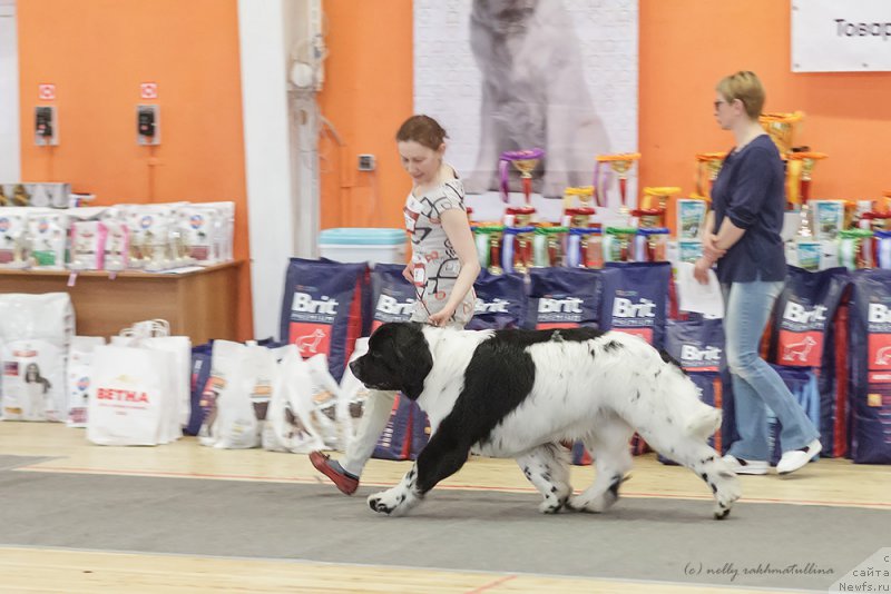 Фото: ньюфаундленд Моон Броок Дакота (Moon Brook Dakota)