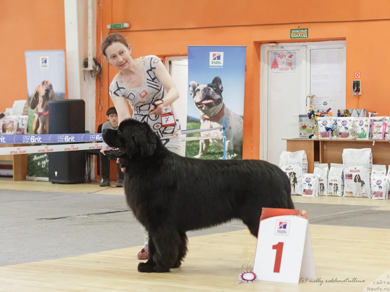 Фото: ньюфаундленд Моон Броок Дарк Хорсе (Moon Brook Dark Horse)