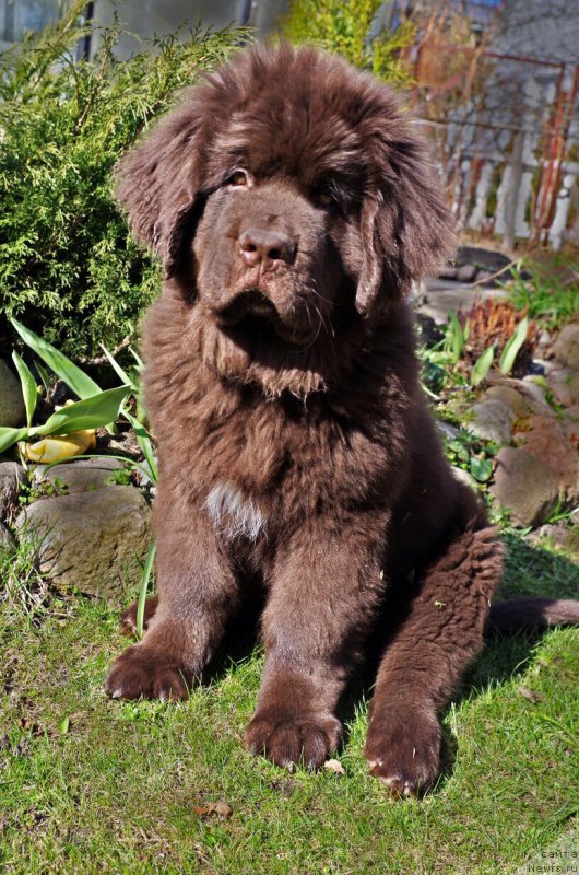 Фото: ньюфаундленд Браунблад МСК Ларчи Ардон (Brownblood MSK Larchie Ardon)