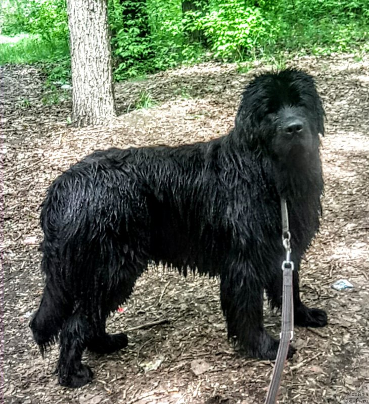 Фото: ньюфаундленд Ньюфорт Дивная Диана