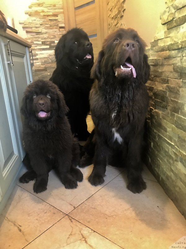 Фото: ньюфаундленд Чарльз Балу Блек Биар, ньюфаундленд Браунблад МСК Лея Айман (Brownblood MSK Leya Aiman), ньюфаундленд Браунблад МСК Ауди Рэд Лэсс (Brownblood MSK Audi Red Less)
