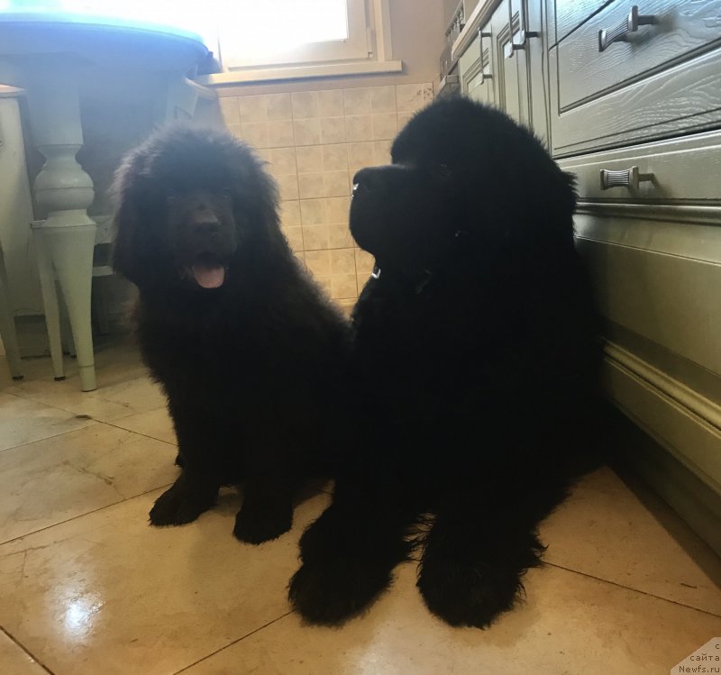 Фото: ньюфаундленд Браунблад МСК Лея Айман (Brownblood MSK Leya Aiman), ньюфаундленд Чарльз Балу Блек Биар