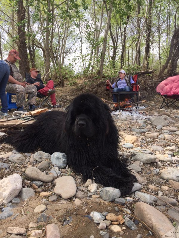 Фото: ньюфаундленд Рафаэль Рокот Прибоя