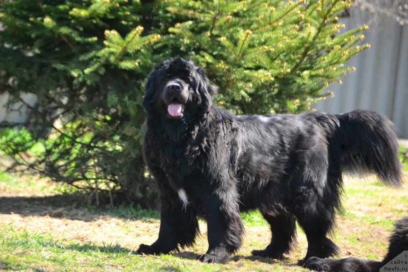 Фото: ньюфаундленд Талисман Моря Мишель