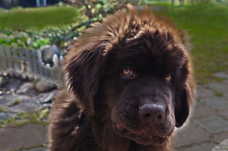 Фото: ньюфаундленд Браунблад МСК Ларчи Ардон (Brownblood MSK Larchie Ardon)